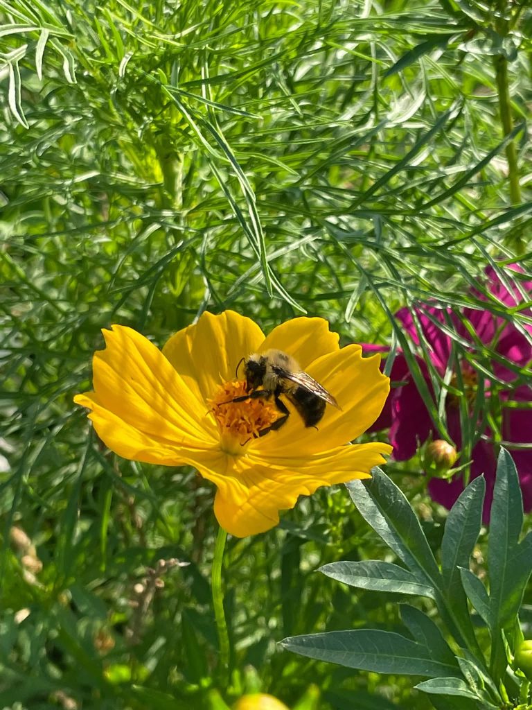 A bumblebee resting on a yellow flower among green foliage.