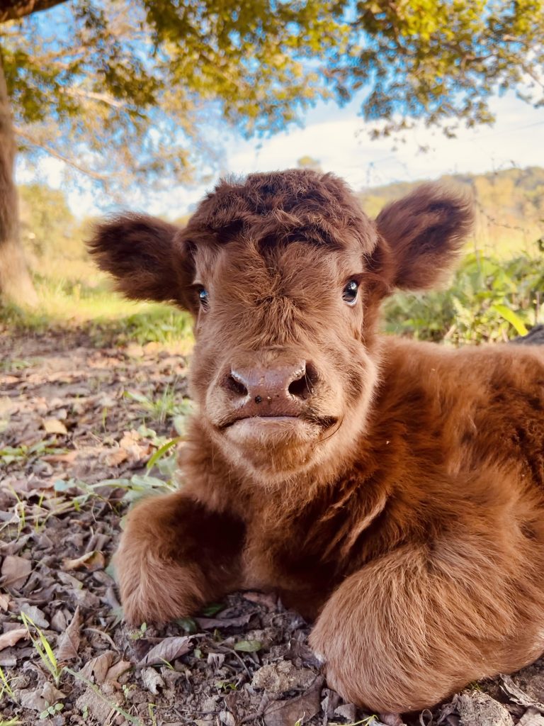A fluffy brown calf resting on leaves beneath a tree and looking toward the camera.