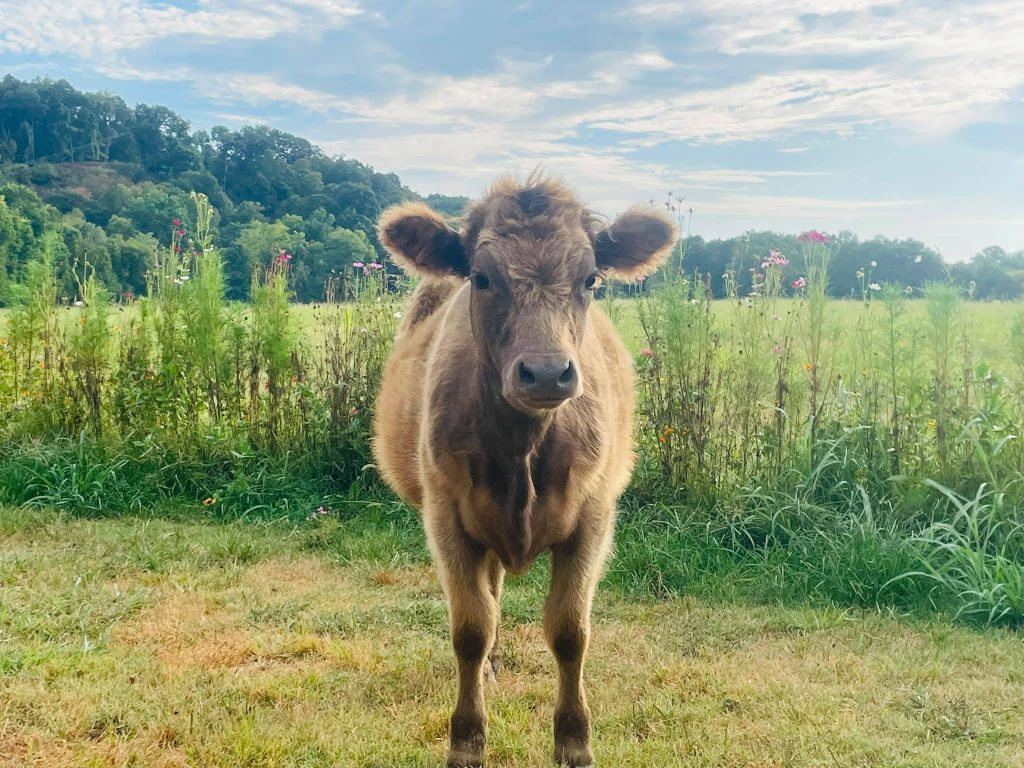A brown calf facing the camera beside a wildflower-filled pasture.