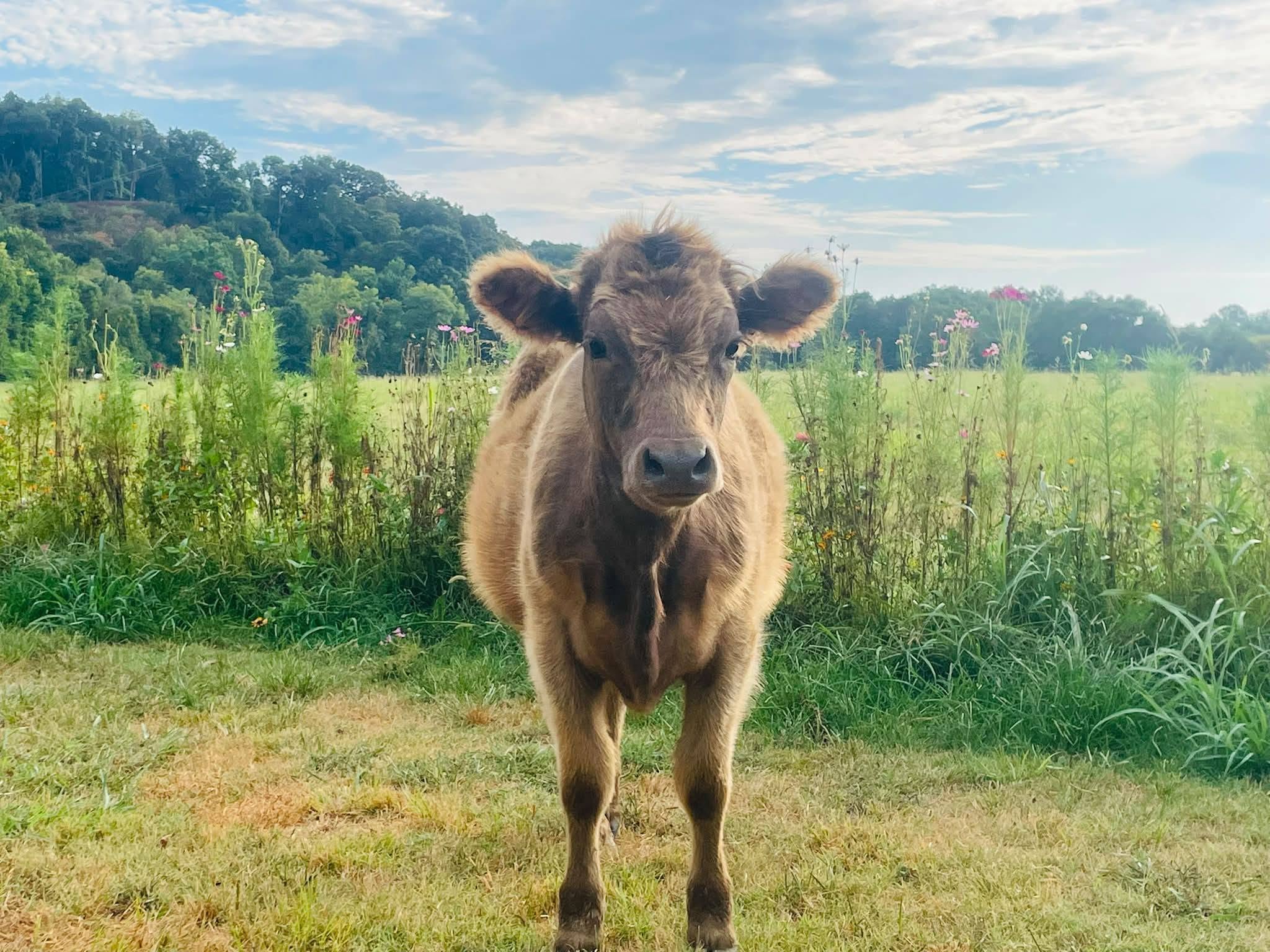 Calf in the Wildflower Pasture