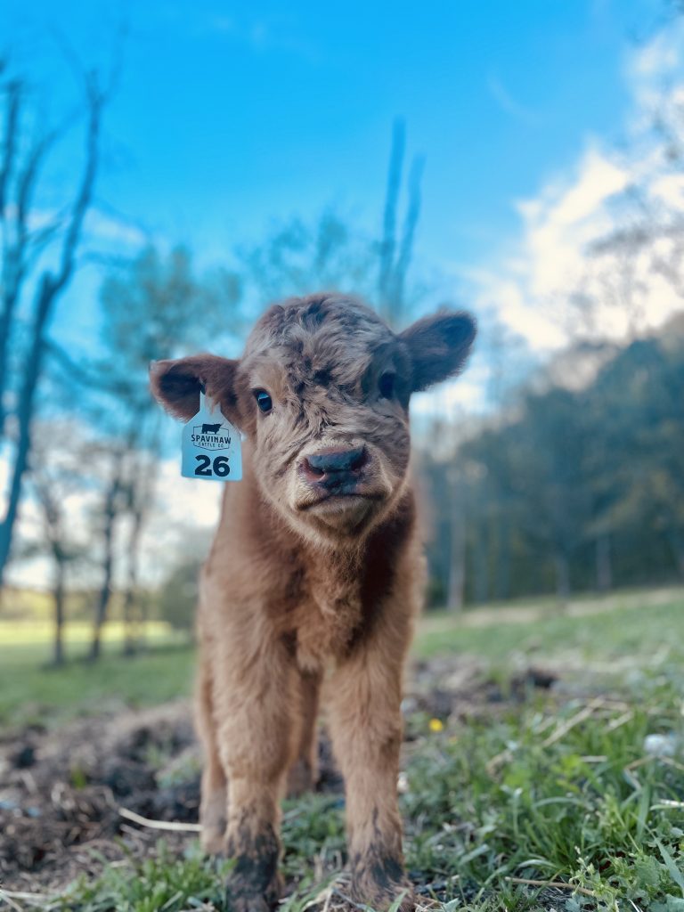 A young reddish-brown calf facing the camera with a Spavinaw Cattle Co ear tag numbered 26.