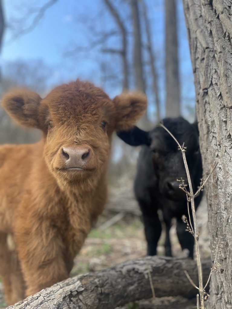 A reddish-brown calf in front of a black calf beside a tree and a fallen log.