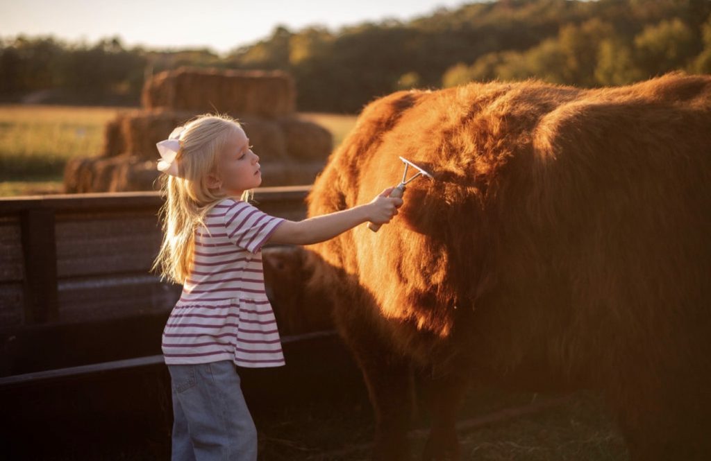 A child in a striped shirt brushing the side of a red Highland cow.