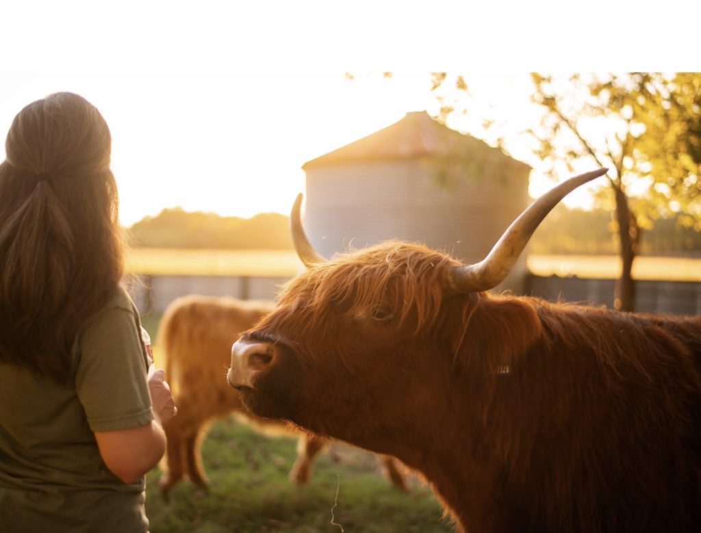 A visitor standing beside a horned red Highland cow in warm evening light.