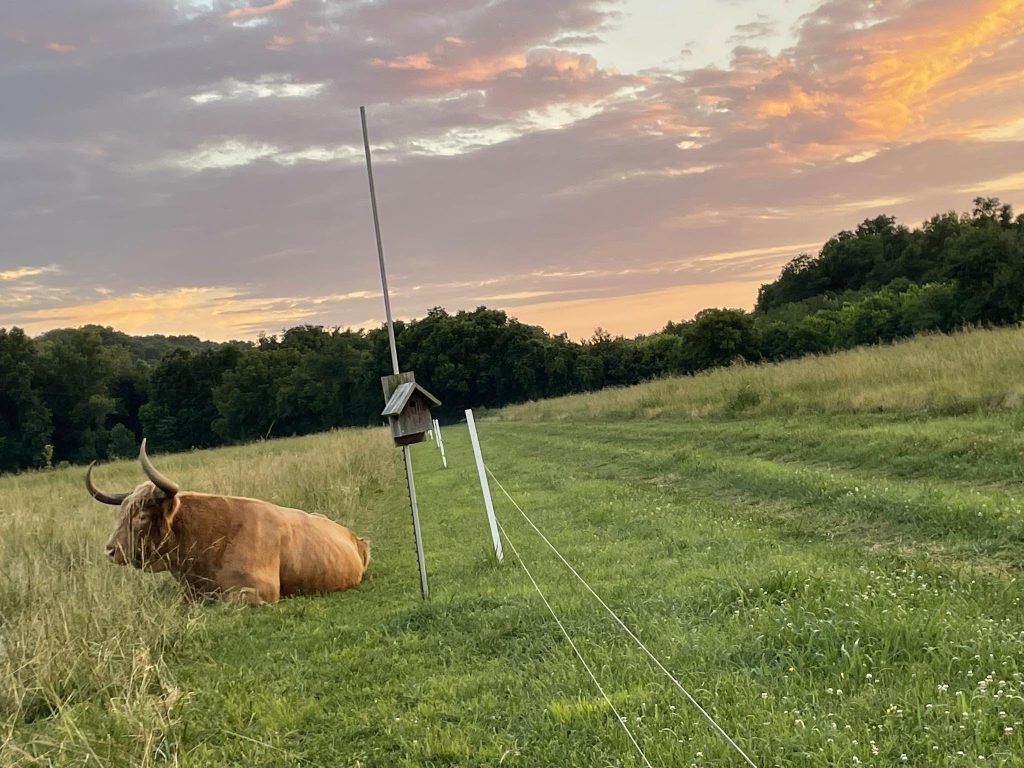 A golden Highland cow resting in tall grass beside a fence and birdhouse under an orange evening sky.