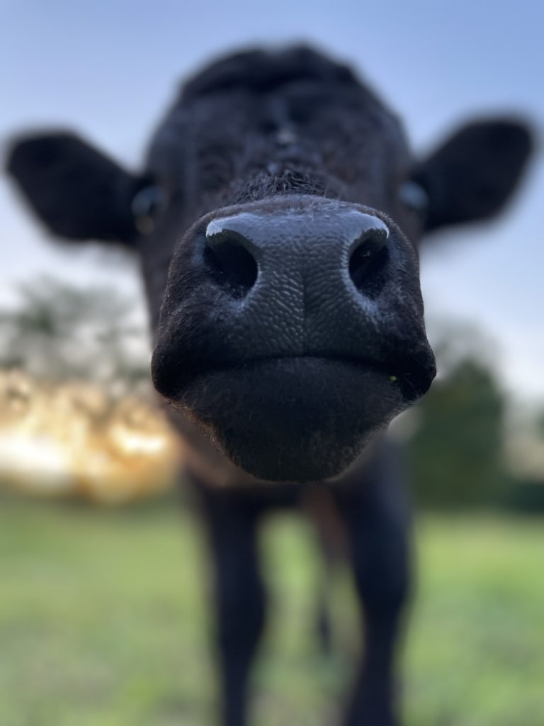 Extreme close-up of a black cow's nose with its ears and blue sky behind it.