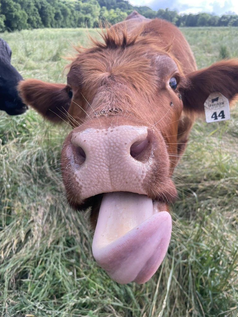 A red cow with ear tag 44 reaching its nose and tongue toward the camera.