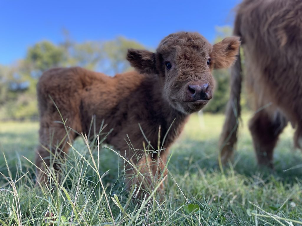 A curly brown calf standing in grass beside an adult cow.