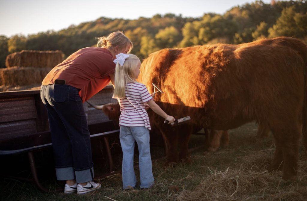 An adult helping a child brush a red Highland cow beside a fence.