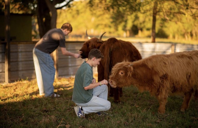 Livestock Care