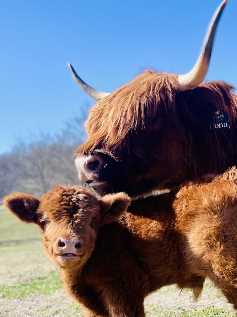 Fiona, a red Highland cow, standing behind a reddish-brown calf under a bright blue sky.
