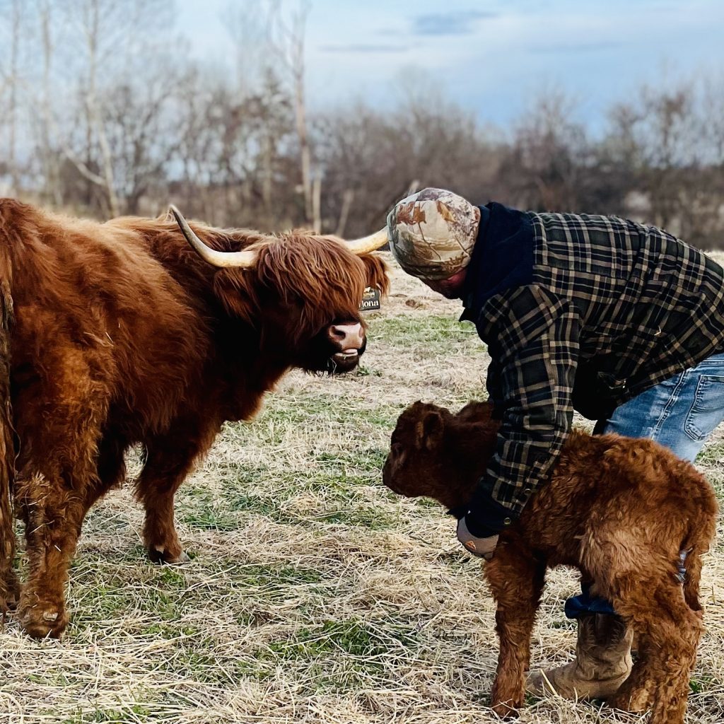 Fiona, a red Highland cow, facing the camera beneath soft pink and blue clouds.