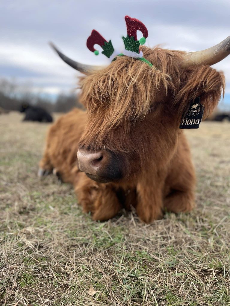 Fiona, a red Highland cow, resting in the pasture wearing a festive headband.