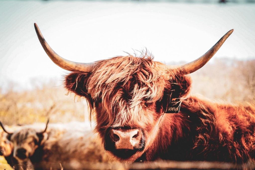 A close-up portrait of Fiona, a red Highland cow with long horns and a shaggy fringe.