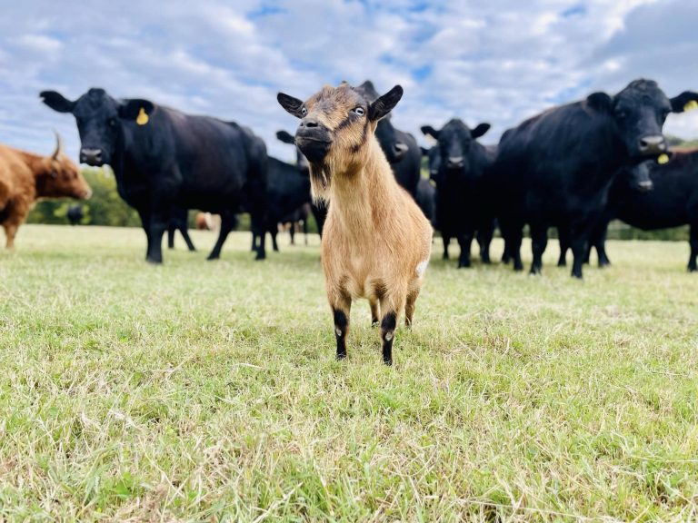 Breeding Stock