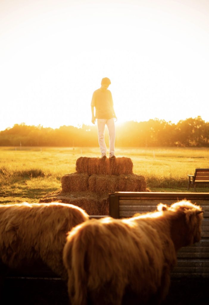 A visitor standing on stacked hay bales at sunset with Highland cattle in the foreground.