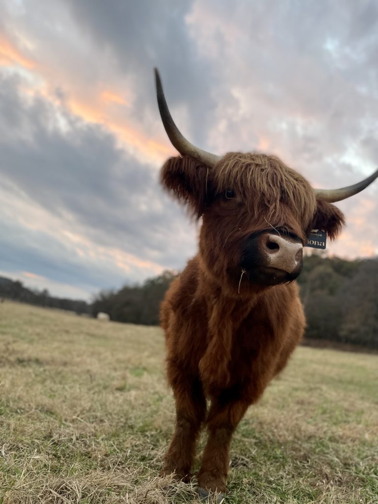 A man in a plaid jacket gently supporting a reddish-brown calf beside Fiona in the pasture.