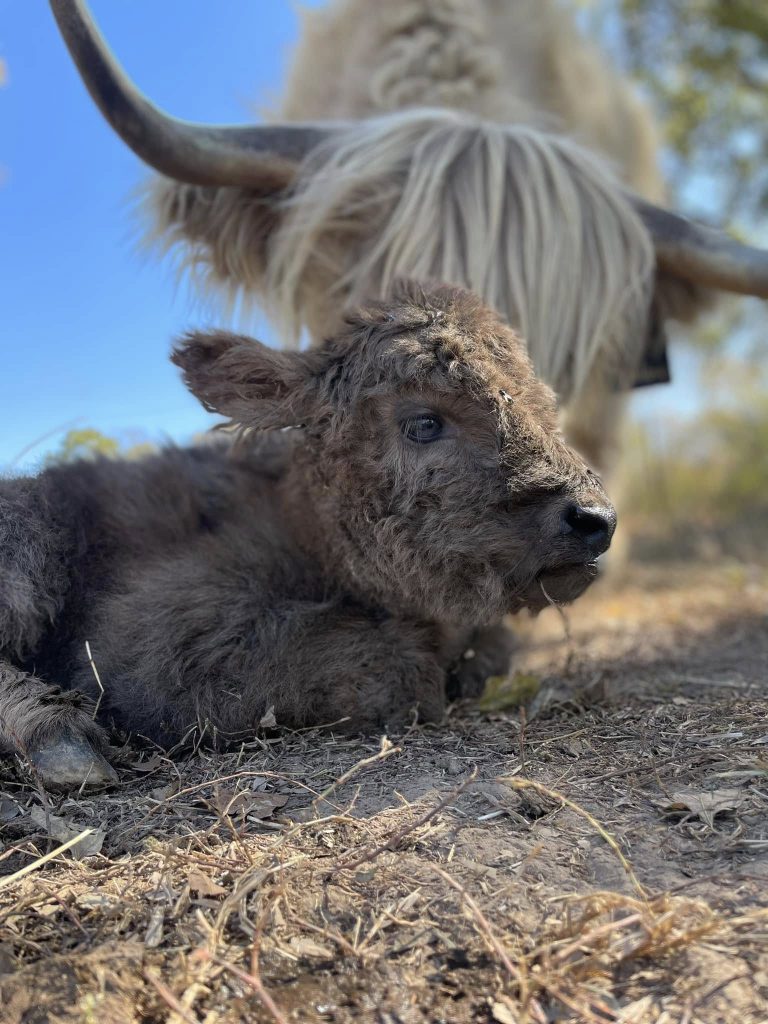 A curly brown calf resting in front of a light-colored Highland cow.