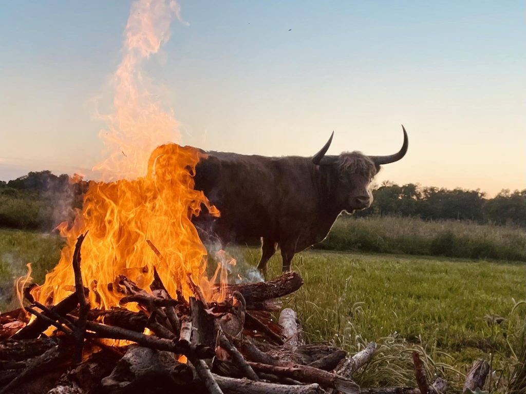 A Highland cow standing in pasture behind a fire at sunset.