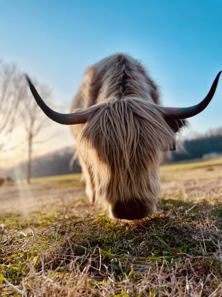 A light-colored Highland cow with sweeping horns grazing in the sunshine.