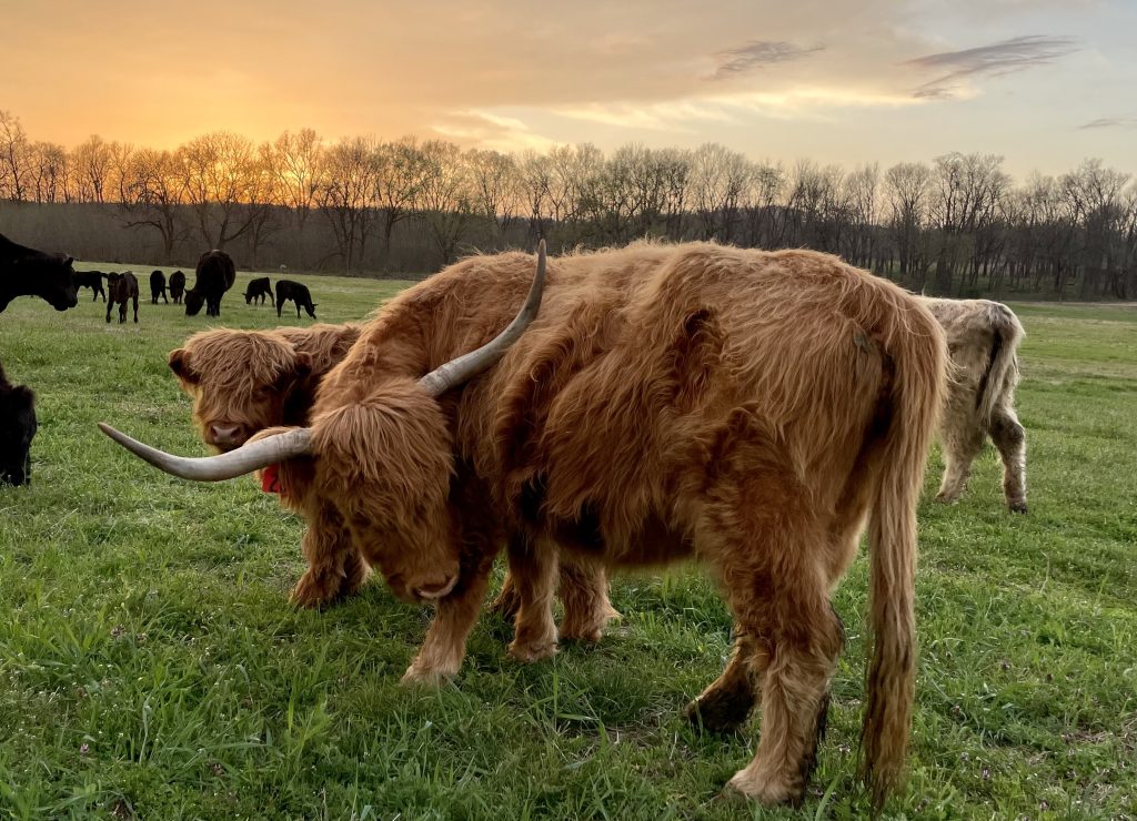 Shaggy Highland cattle grazing in green pasture beneath an orange sunset.