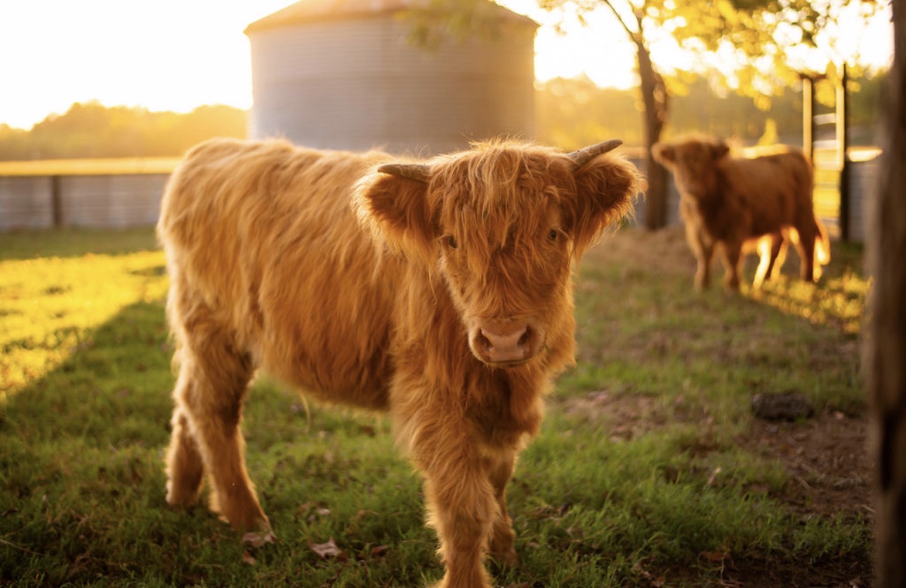 Highland Calf in Golden Light