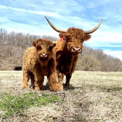 Two reddish-brown Highland cattle standing together in a pasture beneath a cloudy sky.