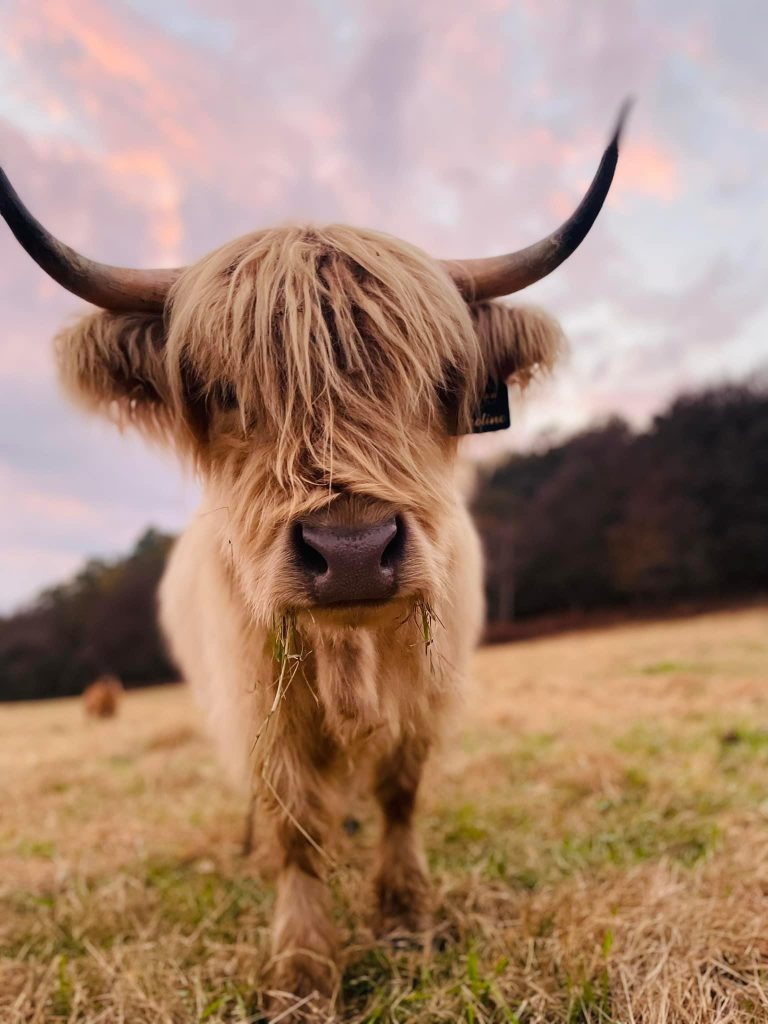A light-colored Highland cow facing the camera with hay in its mouth and pink clouds behind it.