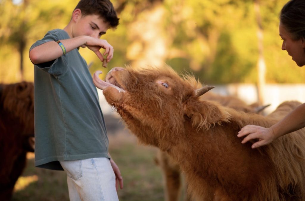 A Highland calf stretching its tongue toward a treat held by a visitor.