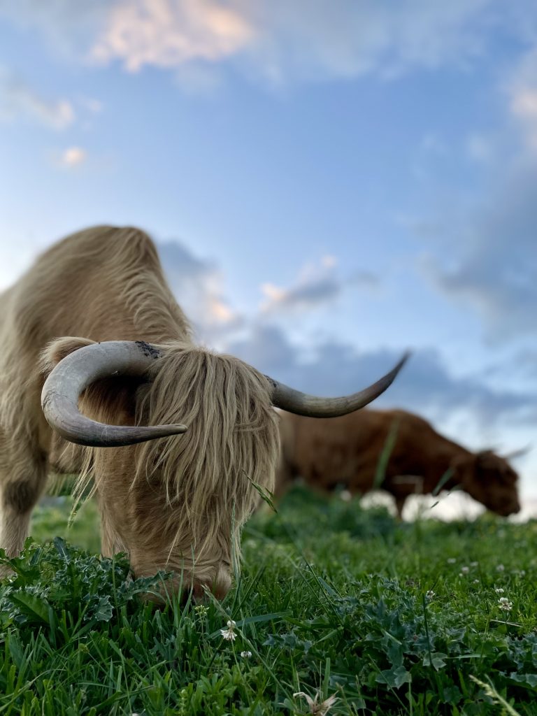 A pale Highland cow grazing in green clover with a red cow behind it.