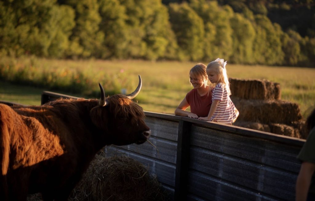An adult and a child watching a red Highland cow from the other side of a fence.