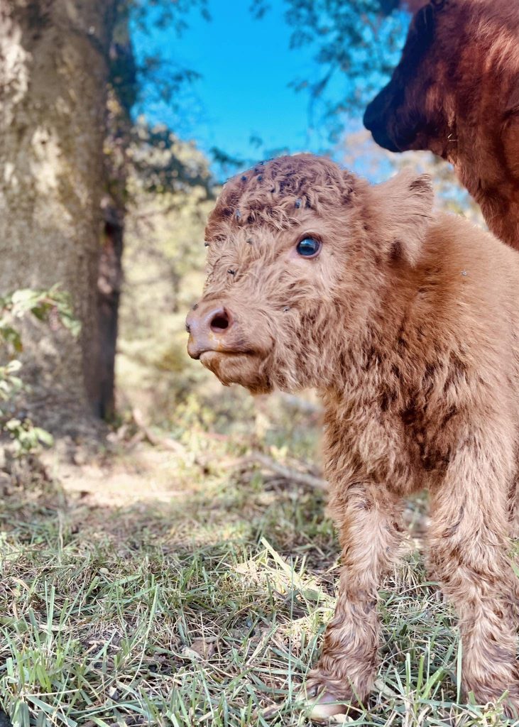 A fluffy reddish-brown calf standing beside an adult cow near trees.