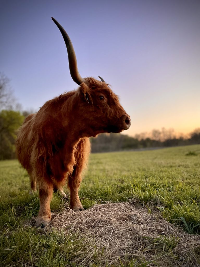 Side profile of a red Highland cow with long horns against a softly glowing evening sky.