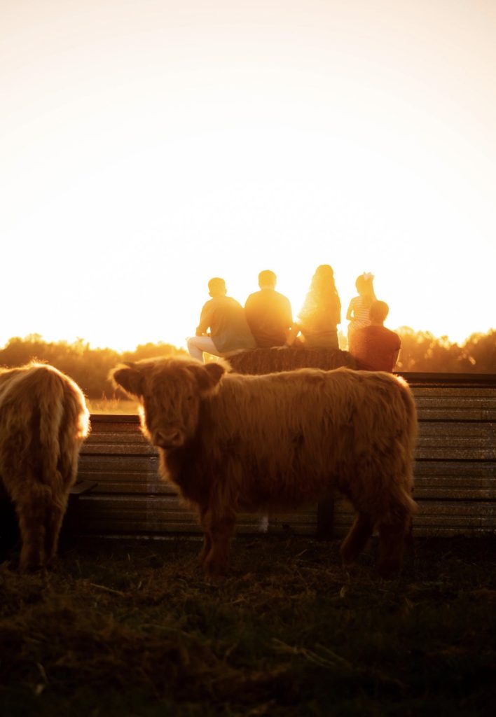 Highland cattle in the foreground with visitors silhouetted by the setting sun.