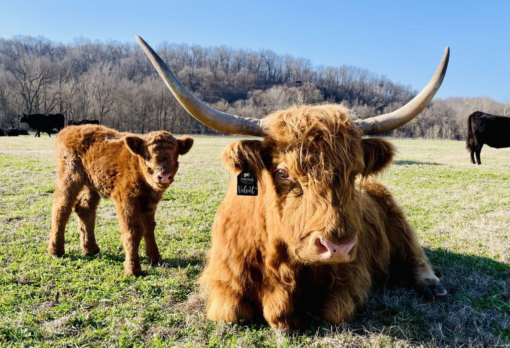 Velvet, a red Highland cow with long horns, resting beside a standing reddish-brown calf.