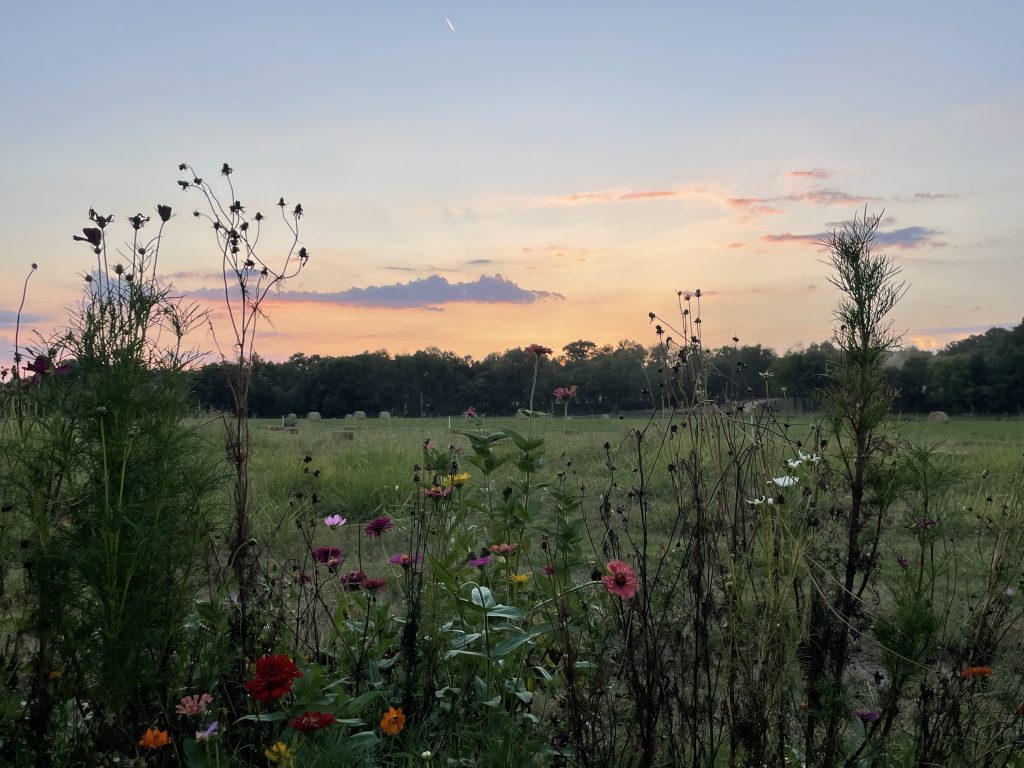 Tall flower stems silhouetted against a pink and orange sunset over the pasture.