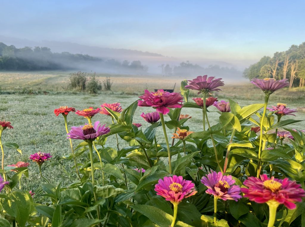 Pink and red zinnias in front of a mist-covered pasture and wooded hills.